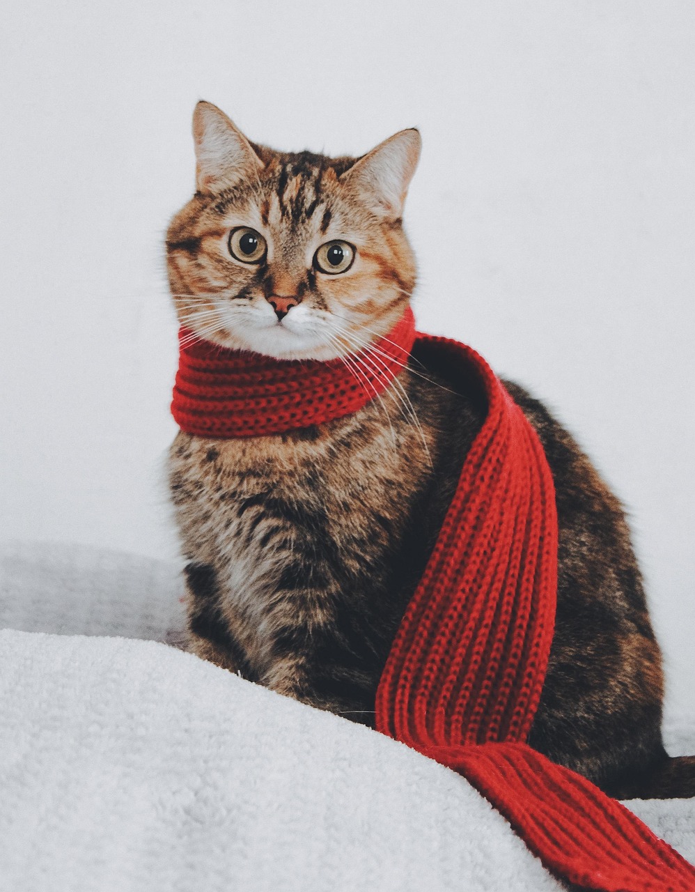 cat, scarf, tabby, warm, portrait, nature, cat portrait, tabby cat, pet, domestic, feline, heat, comfort, kitten, mammal, animal, animal photography